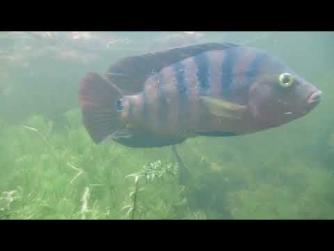 Canal Cam 1 video thumbnail
