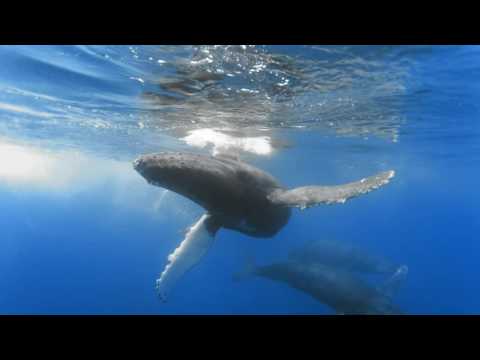 1 Hour of Whale Sounds