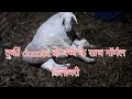 तुर्की Dumbi दो बच्चे के साथ नॉर्मल डिलीव�