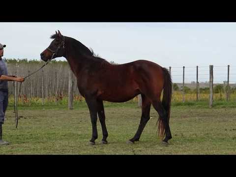Lote JJ FRANGELICO