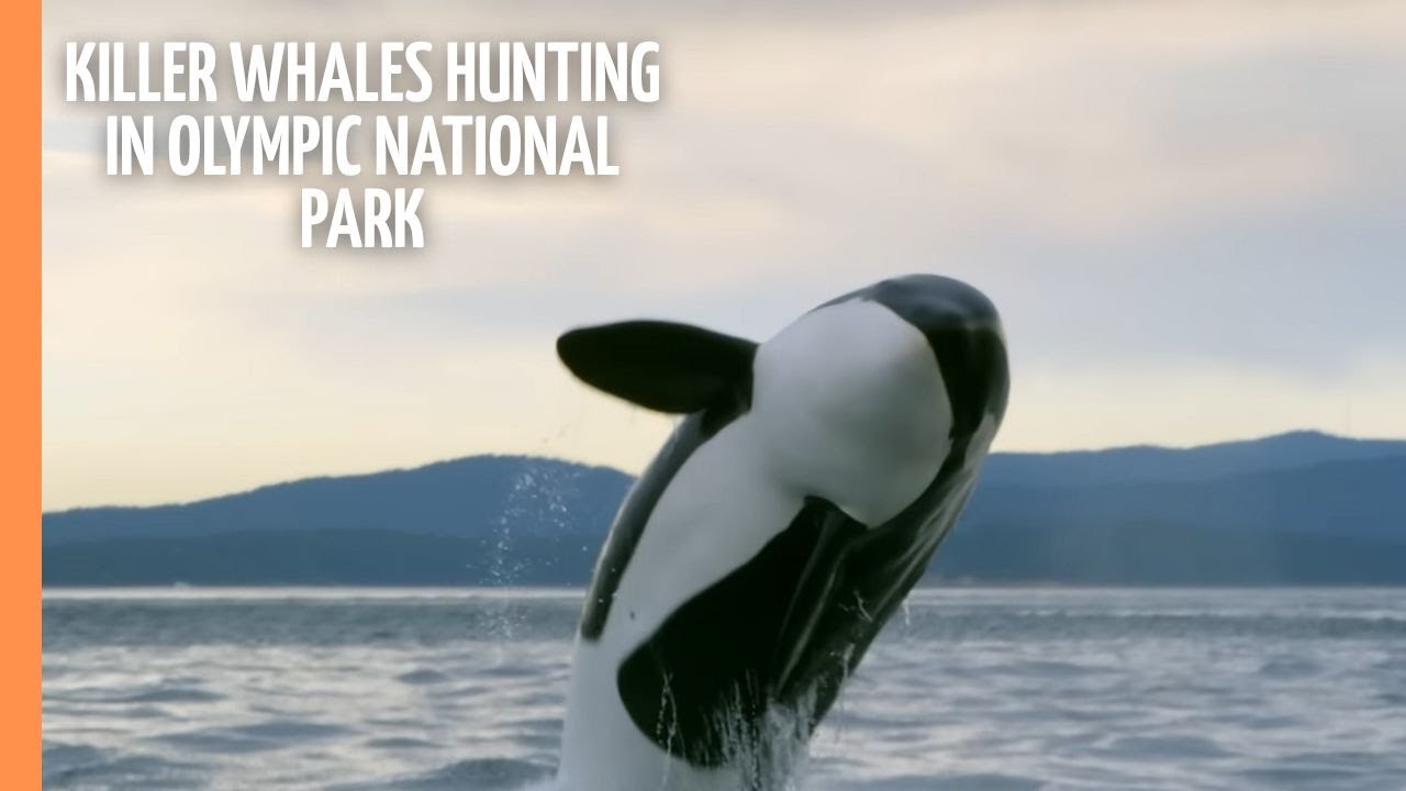 Killer whales hunting in Olympic National Park | Full Documentary