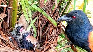 Download lagu NASIB TIKUS KETIKA JUMPA MUSUH BUBUYUTAN mp3