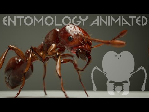 Fire Ant Venom | 