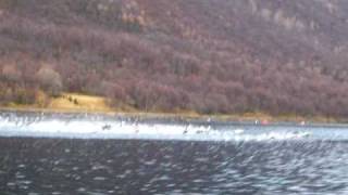 preview picture of video 'Eider ducks eating mussel, Lyngen North Norway'
