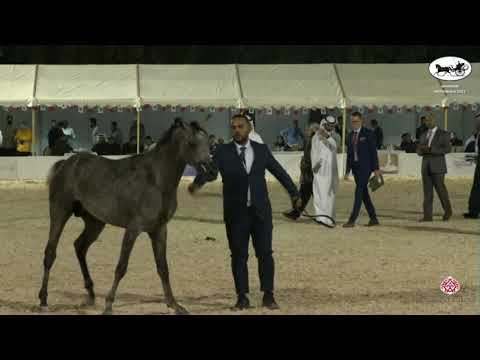 N 78 SHAMEKH AL MUHARRAQ   Bahrain National Championship 2021   Colts 2 Years Old Class 6B
