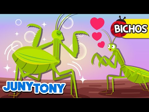 Insectos Buscando Amor | Bichos | Mantis Verde, Chinche, Luciérnaga | Juny Tony en español