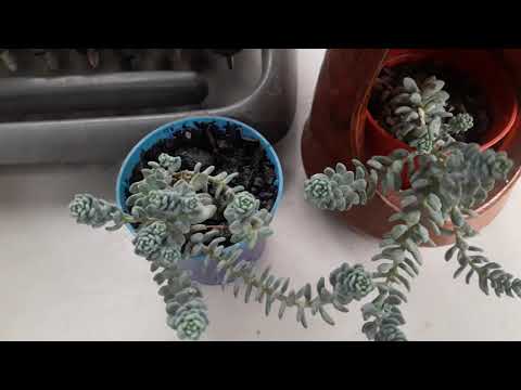 download lagu mp3 mp4 Sedum Dasyphyllum Major, download lagu Sedum Dasyphyllum Major gratis, unduh video klip Sedum Dasyphyllum Major
