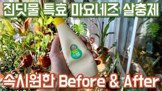 마요네즈 살충제 만들기!! 난황유 쉽게 만드는 방법!! 진딧물에 특효!!