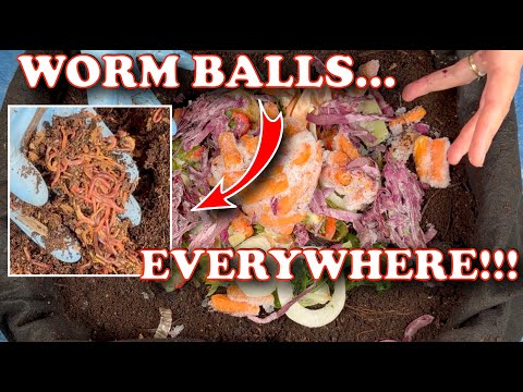 80 Days in My Outdoor Worm Bin… WORM BALLS Everywhere! Should I Harvest?! | Vermicompost Worm Farm