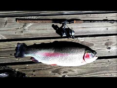 Giant trout at Fin and Feather!! ( S O - C A L ✰ F I S H I N G )