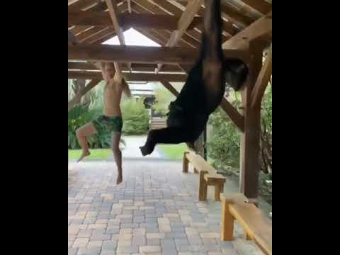 Calisthenics with a Monkey😍🥰🐒 #shorts