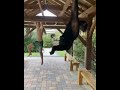 Calisthenics with a Monkey😍🥰🐒 #shorts