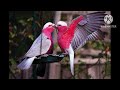 Bol Khuji Toke R Kise Instrumental Love Song Music ️