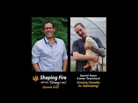 Shaping Fire EP122 Growing Cannabis for Hashmaking with guest Conner Terpwizard