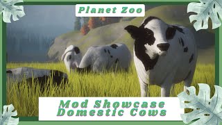 Domestic Cow Showcase
