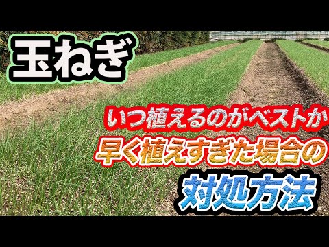 玉ねぎの隣に植える花はどれですか?タマネギのウジ虫を防ぐ植物を発見する  庭園