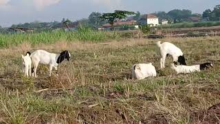 Download lagu #lagu #tembang jawa kenangan mp3