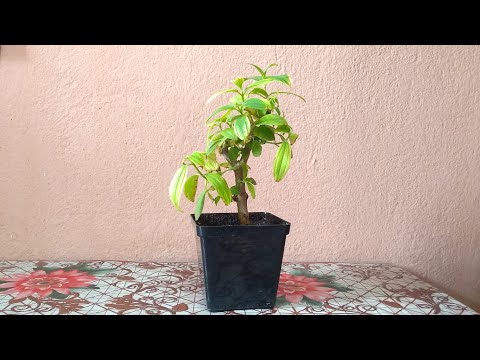 How To Make A Tibouchina Plant Bonsai || Begum Bahar Plant Bonsai