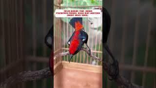 Download lagu burung kemade Avatar #burung #mangkicauoffecial #kicaumania #burungkicaudialamliar #birds #masteran mp3