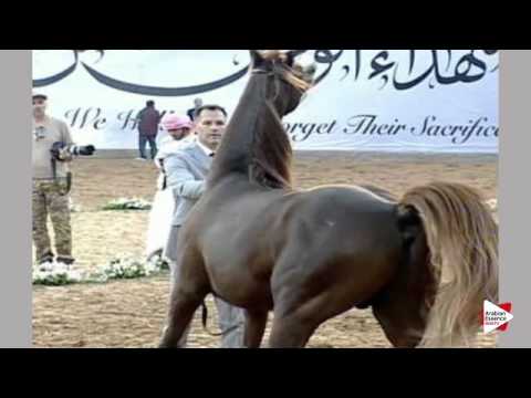 N.227 AJ KARMAN - Ajman 2016 - Colts 3 years old (Class 9)