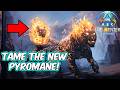 How To Tame The New PYROMANE In Ark Survival Ascended!