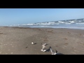 Seagull Bread Slootz