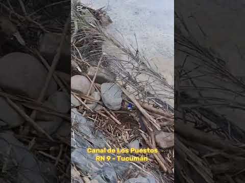 Contaminación Ambiental - Cuenca Sali-Dulce - Los Puestos- Leales, Tucumán.