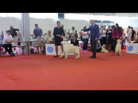 Donna - CH Dewmist Serendipity, at the World dog show in Budapest 2013!