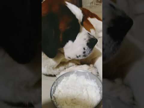 Saint Bernard (something special about Cookie🤭)