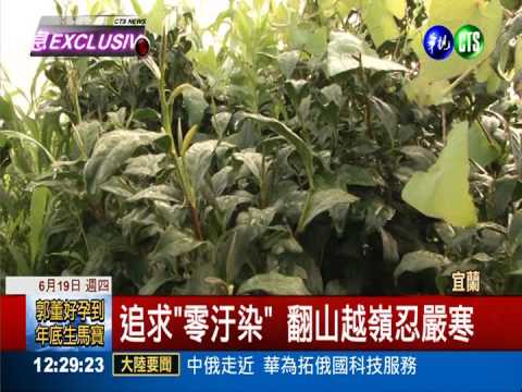 神祕湖茶園 "放養"種出有機茶!
