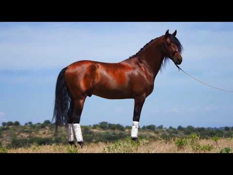 Ganador, andalusian horse for sale gelding, 7 yo ¡¡¡ SOLD TO FINLAND ¡¡¡