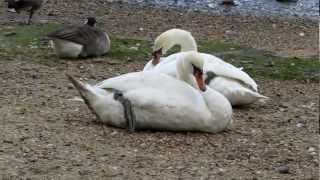 preview picture of video 'Swans And Ducks At Manningtree Essex And Walk'