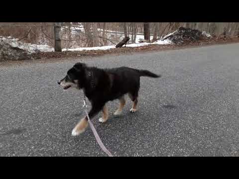 Toby Love, Happiest Old Dog, Ever., an adopted Terrier Mix in Bethlehem, CT_image-1