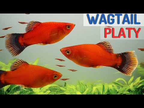 Red Wagtail Platy (Xiphophorus maculatus) — profil druhu