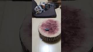 ネズミでねこを釣ってみる　#ねこ #ねこ動画 #kitten #かわいい