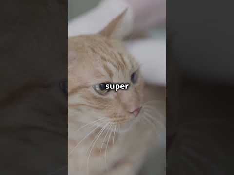 If a Cat Scratches or Bites You, Do You Need a Rabies Shot? #pets #cat