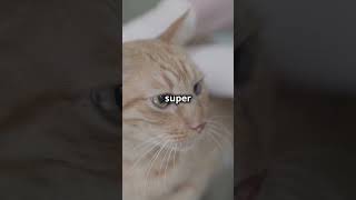 Download lagu If a Cat Scratches or Bites You, Do You Need a Rabies Shot? #pets #cat mp3