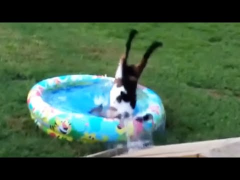 Best of fainting goats 2020 - funny compilation [funny pets] (en anglais)