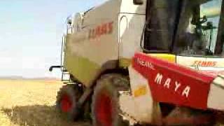 preview picture of video 'lexion520cosechando maiz  en Galisteo,(caceres)14-9 09'