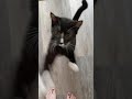 Tiny Kitten Loudly Demands Dinner Immediately