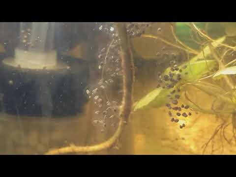 Bumble Bee Toads Breeding in Rain Chamber with lots of eggs!