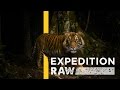 Tracking Tigers Is Just As Dangerous As It Sounds | Expedition Raw