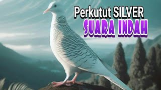 Download lagu perkutut SILVER MEWAH Suara Menawan // Menaikan Gairah Lawan mp3 Download lagu perkutut SILVER MEWAH Suara Menawan // Menaikan Gairah Lawan mp3