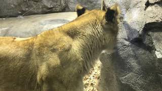 【ズーラシア】ライオンが急接近！心臓止まるかと思った！【動物園】