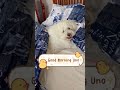 Tiktok Trend for Dogs #shorts