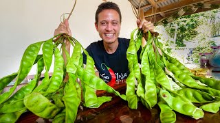 How to Eat STINK BEANS (Petai) | Harvesting &amp; Eating 🌶️  Spicy Plant Based Food!