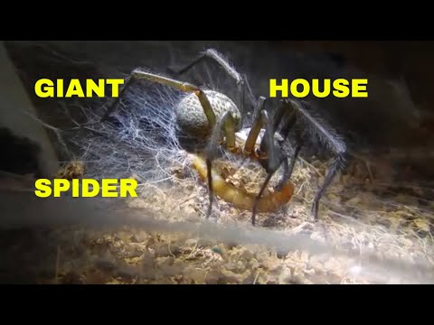 GIANT HOUSE SPIDER