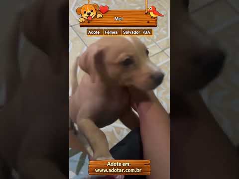 Vídeo de Mel