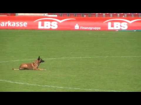 WK FMBB 2010 - Edgar Scherkl - Obedience - Grand Finale