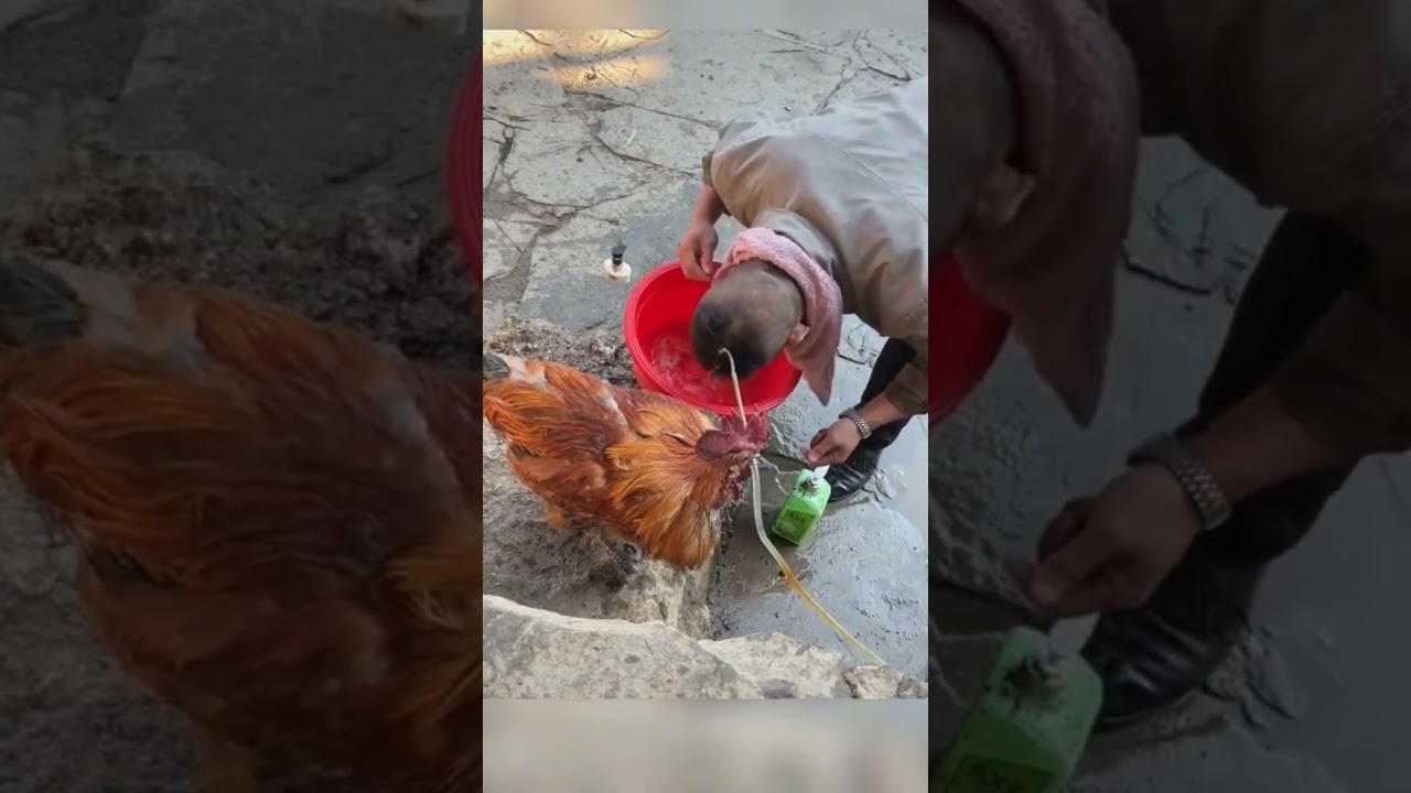 Buffalo are smoking unbelievable moments part 233 #cat #catspetsandanimals #funnypets #funny #animal